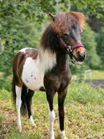 American Miniature Horse Sachsen - Thermalbad Wiesenbad Vorschau