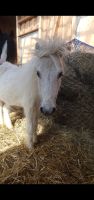 Kindergeburtstage mit Ponys und Co Hessen - Niedenstein Vorschau