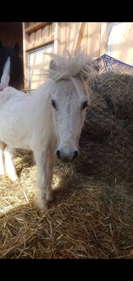 Kindergeburtstage mit Ponys und Co in Niedenstein