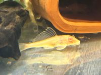 Albino Wabenschilderwels Gold  Pterygoplichthys gibbiceps Baden-Württemberg - Rangendingen Vorschau