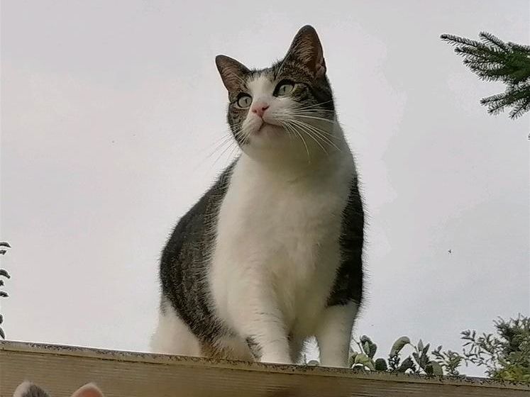 Katze VERMISST ERNSTRODA FRIEDRICHRODA SCHÖNAU ENGELSBACH CUMBACH in Friedrichroda