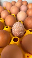 Eier von Glücklichen Hühnern Thüringen - Rhönblick Vorschau