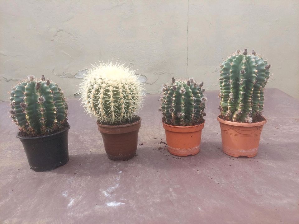 große Kakteen Kaktus Sukkulenten Pflanzen in Zetel