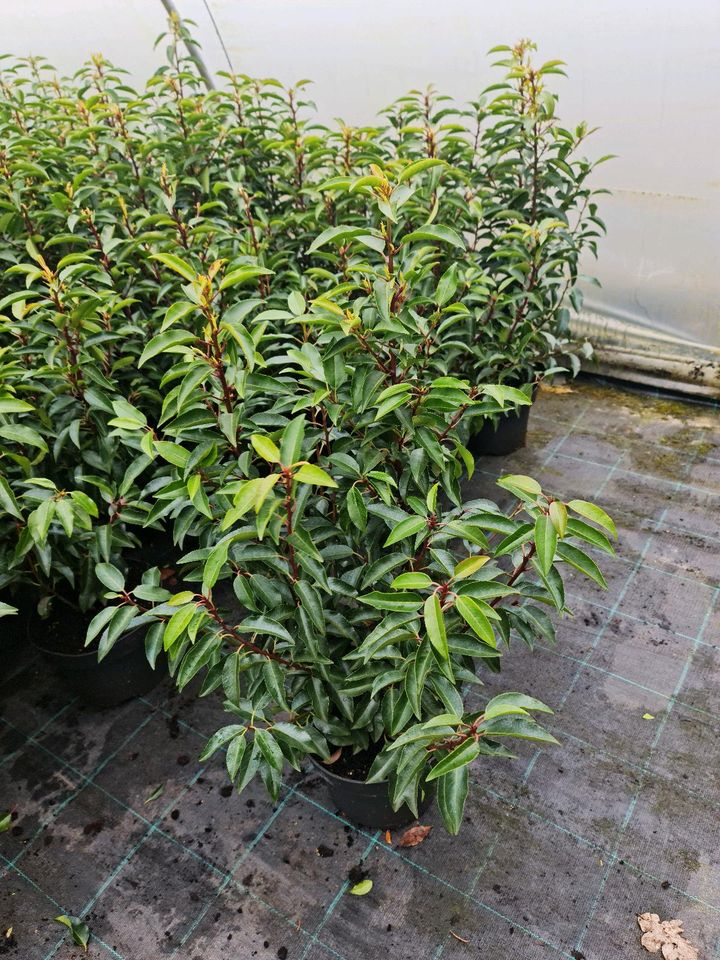 portugiesische Kirschlorbeer Angustifolia 80-100 cm heckenpfla in Edewecht