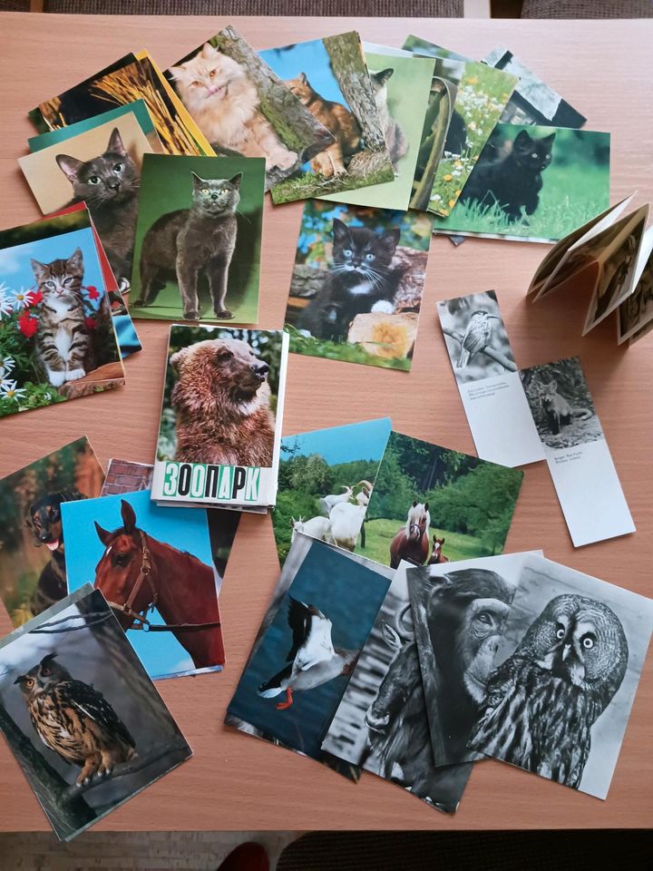 Ansichtskarten Tiere Zoo Moskau Sammlung verschiedene in Ingolstadt