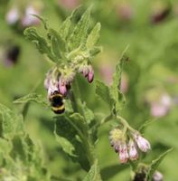 Echter Beinwell Symphytum officinale abzugeben Niedersachsen - Wulfsen Vorschau