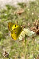 Gelbe Skabiose Samen heimische Wildstaude Bienenweide Naturgarten Bayern - Donauwörth Vorschau