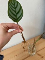 Ableger Calathea Bayern - Rottau Vorschau