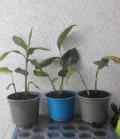 Große Kardamom Gewürz Pflanze f Tee Speisen Duft exotic Nordrhein-Westfalen - Bergheim Vorschau