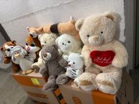 Teddybär 9 Stück Bonn - Tannenbusch Vorschau