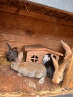 Junge Kaninchen Saarland - St. Wendel Vorschau