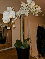 Große künstliche Orchidee mit Keramik Blumentopf .Diese Woche 25€ Niedersachsen - Uelsen Vorschau