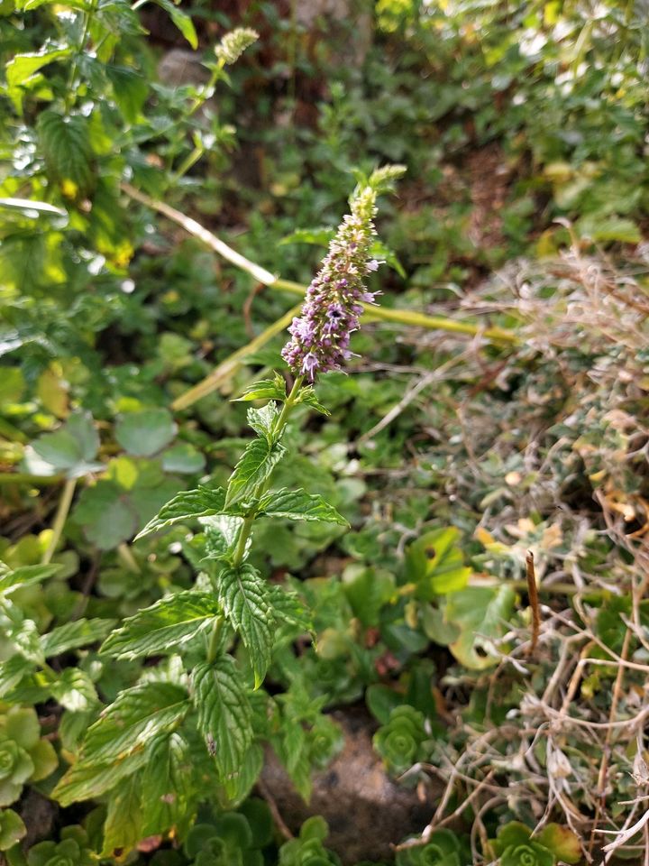 Pfefferminze Garten Kräuter Pflanze in Neresheim