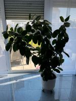 Große Pflanze Zimmerpflanze Nordrhein-Westfalen - Viersen Vorschau