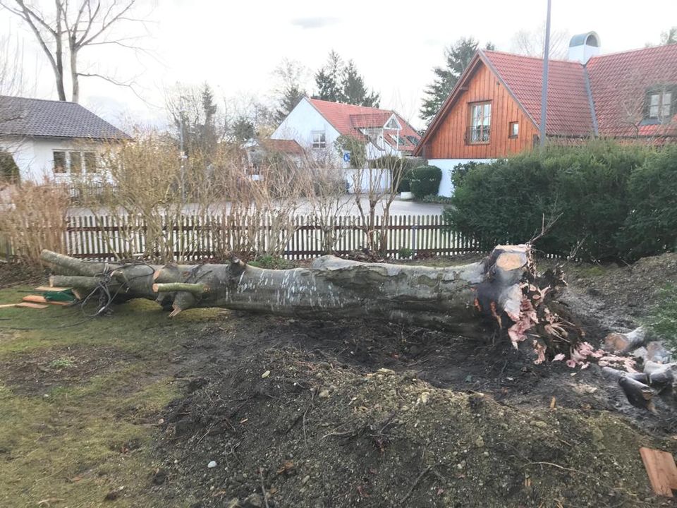 ❗Baumfällung Problembaum fällen Hecke entfernen roden in Bruckberg bei Landshut