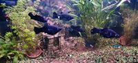 Black Molly Aquarium Fische Niedersachsen - Calberlah Vorschau