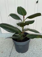 Gummibaum Ficus elastica Zimmerpflanze ca. 42cm hoch Hessen - Groß-Zimmern Vorschau