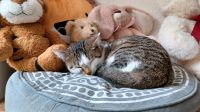 Katze vermisst ! Nürnberg (Mittelfr) - Nordstadt Vorschau