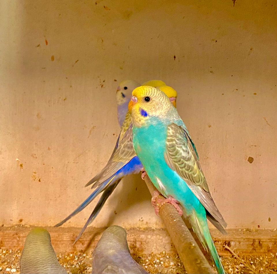 Nestjunge und auch ältere Wellensittiche in Moers