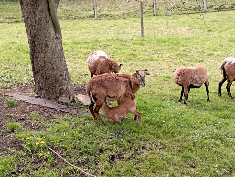 Kamerun Schaf mit Lamm in Berlin