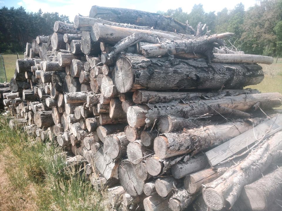 Brennholz Fichte 2m lang in Preschen