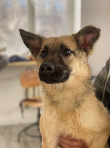 Tierschutz - Lyubezna ist auf der Suche nach einem Zuhause! in Frankfurt am Main