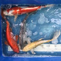 Koi: Soragoi, Lemon Butterfly, Aka Muji, Hariwake, 35-40 cm Nordrhein-Westfalen - Wachtendonk Vorschau