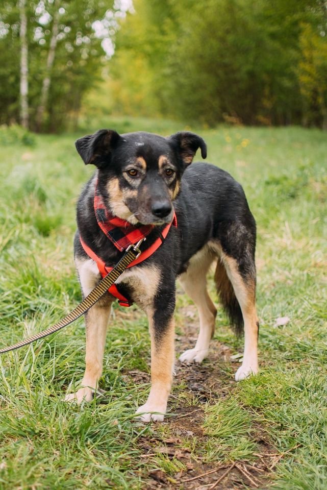 Tierschutz - Der liebevollste Hund Senya sucht seine Familie! in Bremen