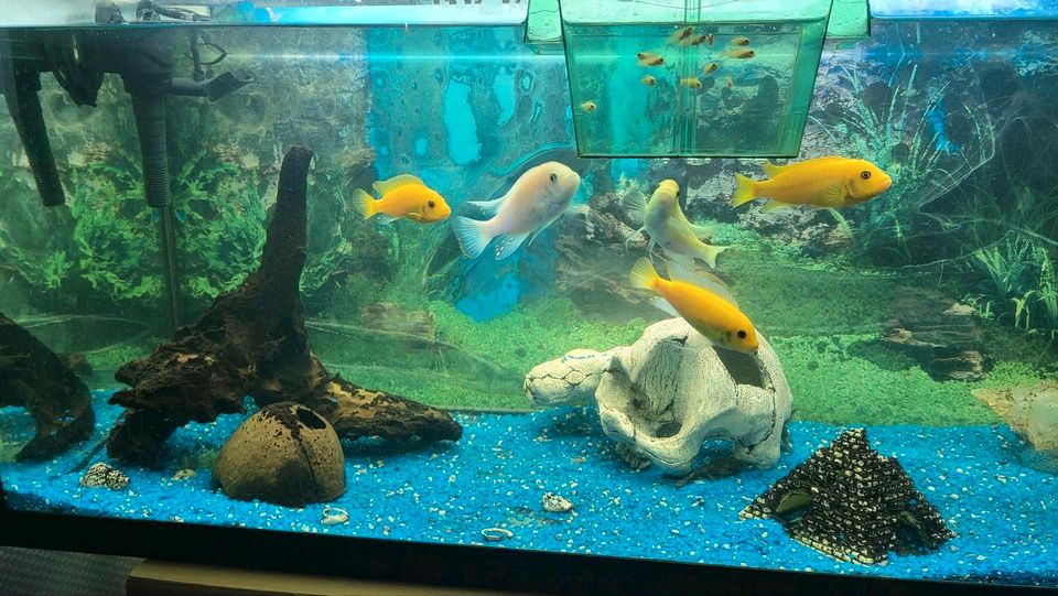 Aquarium mit Fische in Nordrhein-Westfalen - Haltern am See