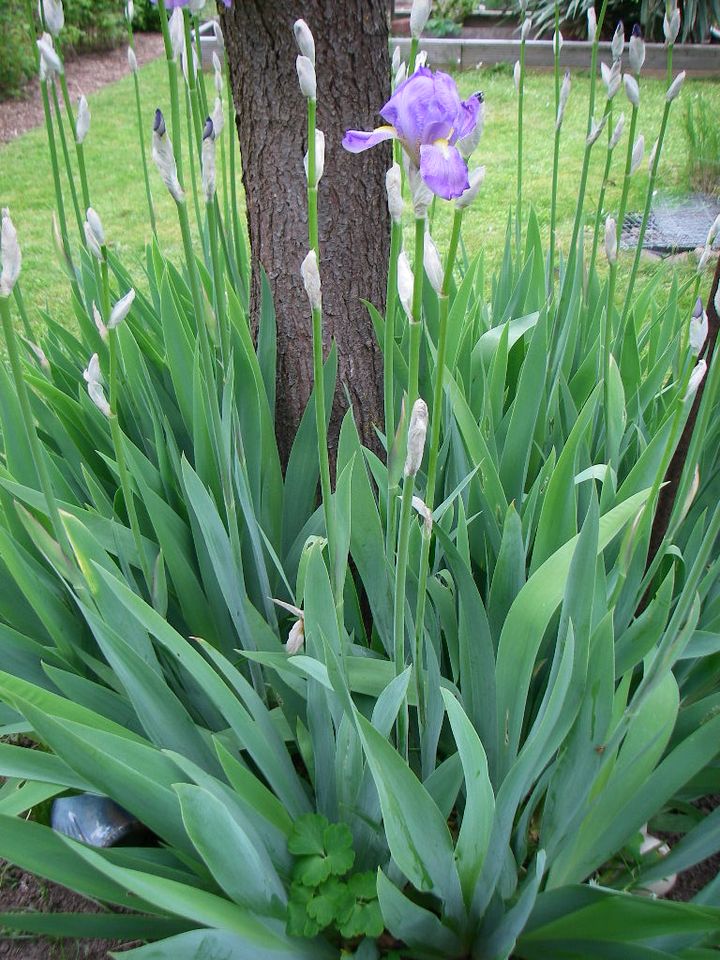 Schwerlilien Lilie Gartenpflanze Garten Pflanze hellblau/violett in Niedernberg