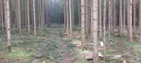 Holzeinschlag / Durchforstung /  Harvestereinsatz / Bayern - Thurnau Vorschau