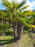 Trchycarpus fortunei / winterharte Hanfpalmen Nordrhein-Westfalen - Schermbeck Vorschau