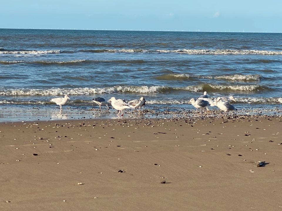 Urlaub am Meer! Bredene (Belgien) in Jüchen