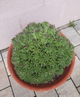 Euphorbia meloformis Baden-Württemberg - Hambrücken Vorschau