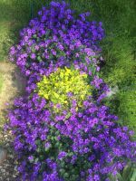 Campanula Zwergglockenblume groß Pflanzen Stauden aus Bio Nordrhein-Westfalen - Wesel Vorschau
