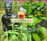 ♥ Tulsi Heiliges Basilikum Samen,Kräuter,Ayurveda,Tulpenstolz Eimsbüttel - Hamburg Schnelsen Vorschau