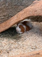 Meerschweinchen Böcke zu verkaufen Sachsen-Anhalt - Havelberg Vorschau