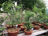 Bonsai, Prebonsai, Flatter-Ulme Thüringen - Stotternheim Vorschau