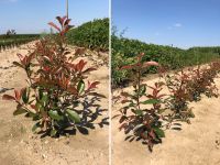 Glanzmispel Photinia fraseri Red Robin | Bayernhecke Bayern - Elsendorf Vorschau