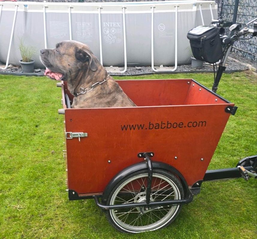 BabboeDog E Bike Babboe Hundefahrrad Hunde Transport in Wesel
