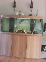 Aquarium Vision 450Liter Sachsen - Frohburg Vorschau