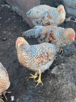 Bielefelder Kennhuhn Hahn Bayern - Rosenheim Vorschau