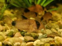 Pandawelse / Corydoras Panda Niedersachsen - Nordsehl Vorschau