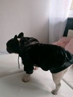 NEU - SPARK PAWS HOODY VELVET SAMTIG 2XL FRENCHIE Nordrhein-Westfalen - Hagen Vorschau