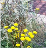 Gelb blühender Strauch, Blumen, Stauden Blumen, Sommer Herbst Berlin - Tempelhof Vorschau