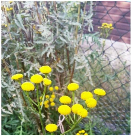 Gelb blühender Strauch, Blumen, Stauden Blumen, Sommer Herbst in Berlin