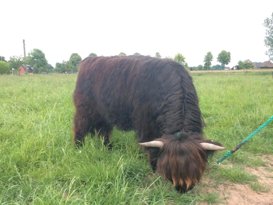 Highland cattle / Hochlandrind weiblich Färse in Hamminkeln