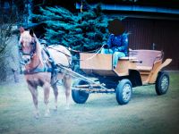 Kutsche Pony Kleinpferd Brandenburg - Schwielochsee Vorschau