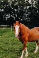 Pflegepferd, Reitbeteiligung für Anfänger&Kinder Bayern - Bad Wörishofen Vorschau