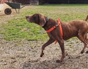 Traumhund BOSCO sucht sein aktives Zuhause in Rottenburg a.d.Laaber